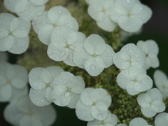 雨滴