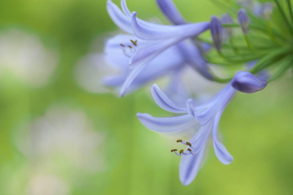 梅雨時の開花