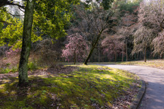 昼下がりの公園にて