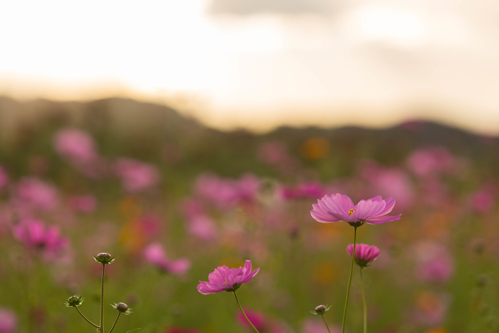 夕暮れの稜線と
