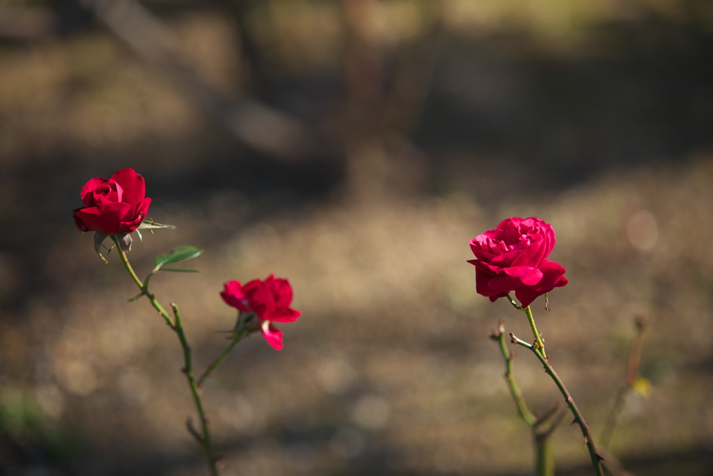 winter roses