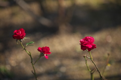 winter roses