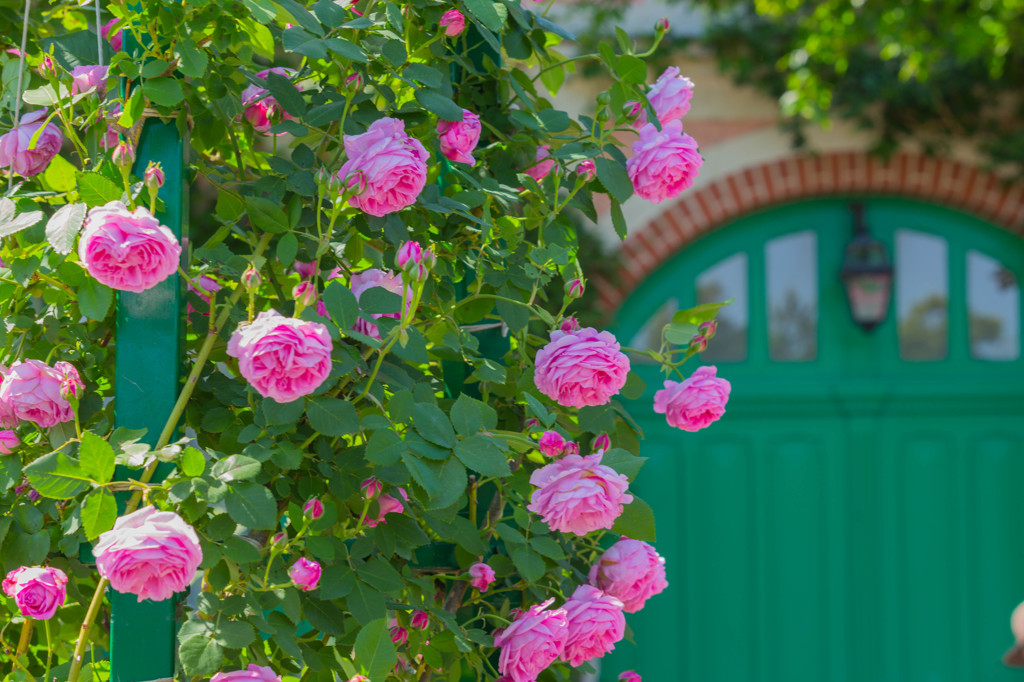 welcome to Rose garden