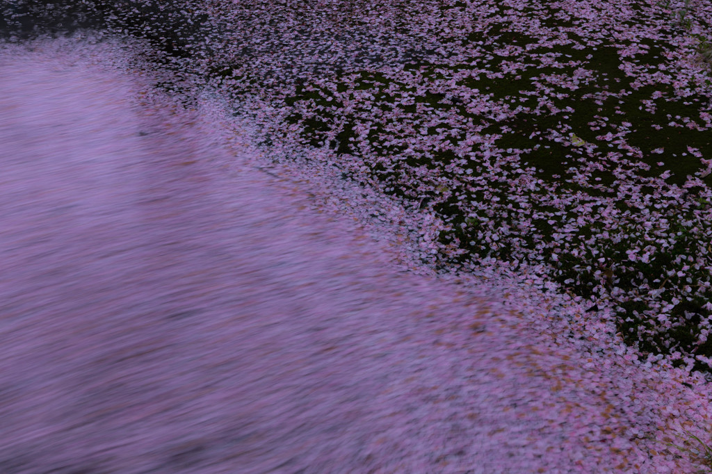 桜波