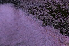 桜波