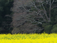 それぞれの主張