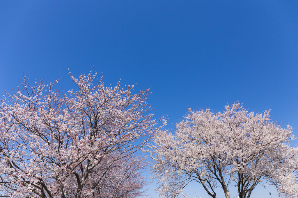 春の空