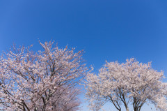 春の空