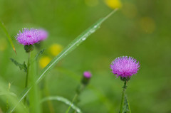 ・・・雨にあざみの花はぬれけり