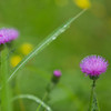・・・雨にあざみの花はぬれけり