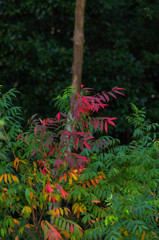 Pan African colors