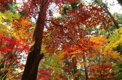 風・光・彩・艶
