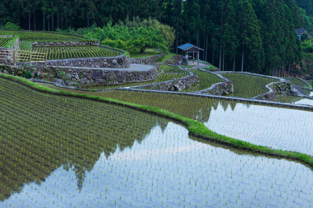 棚の情景