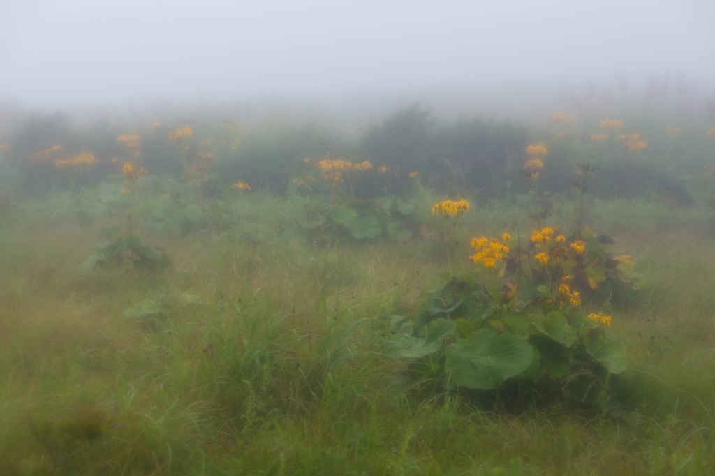 雲上に咲く花