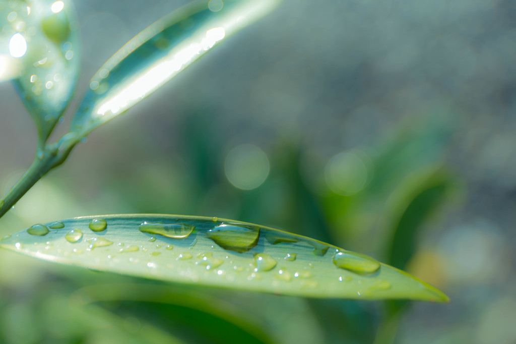 壱葉の雨滴