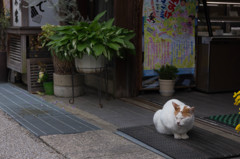 まどろむお店番