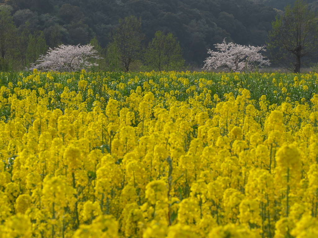 桶ヶ谷沼の春