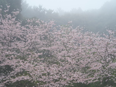 霧中に光さして