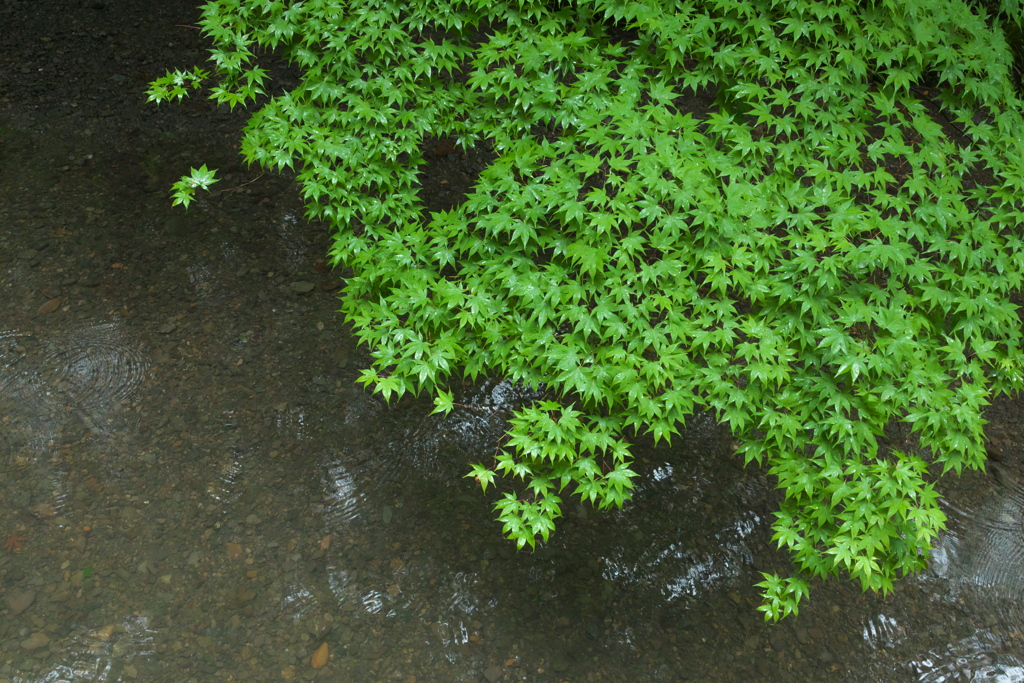 雨　森の命はぐくむ③