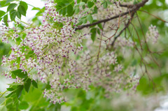 花薫る