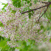 花薫る