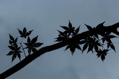 shadow