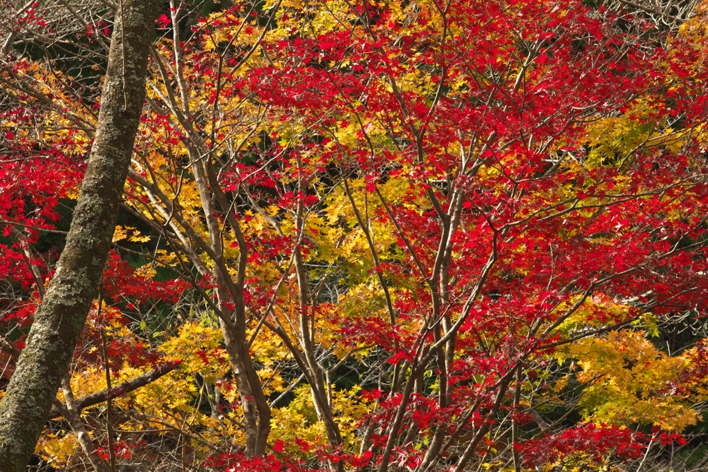 Overlapping color