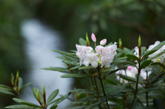 石楠花の咲く小川辺