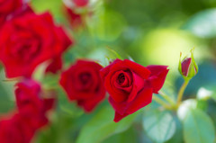 RED ROSES