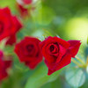 RED ROSES