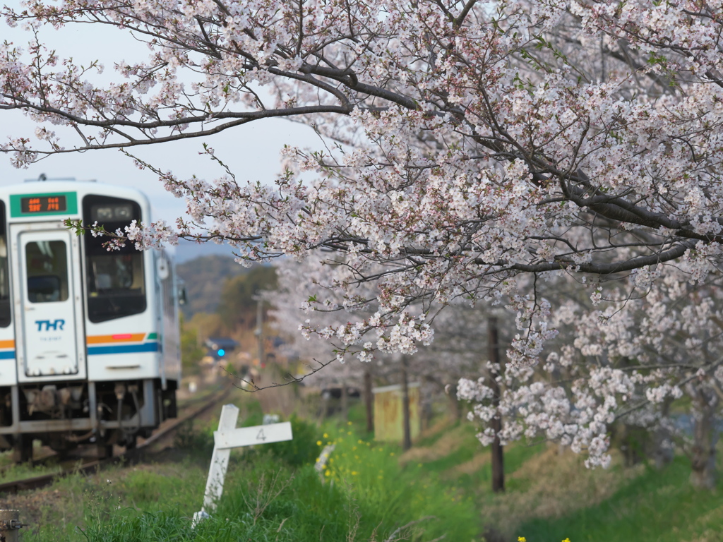この季節はゆったり電車がいいね