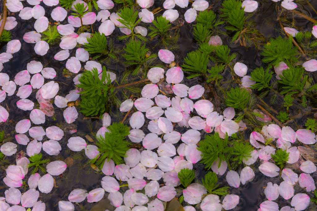 桜散っても