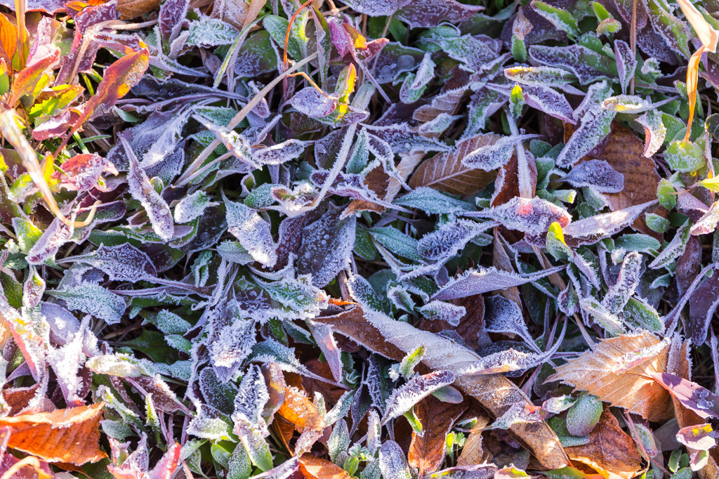 baby leaves