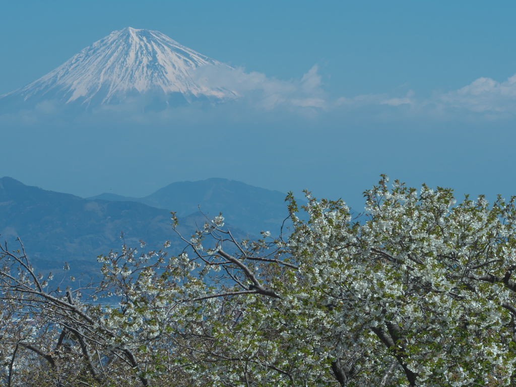 雲上の富士