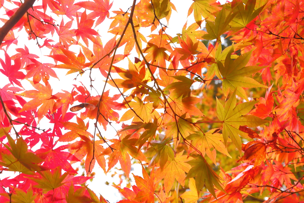 紅色