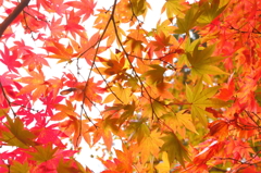 紅色