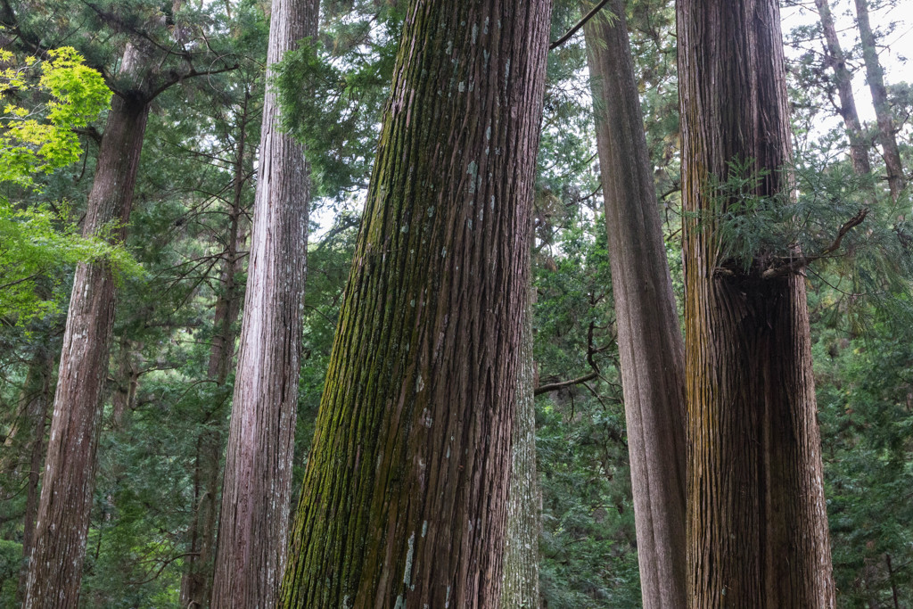 古代の森