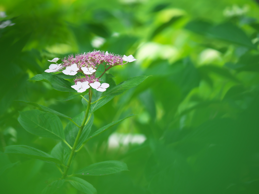 in the green forest