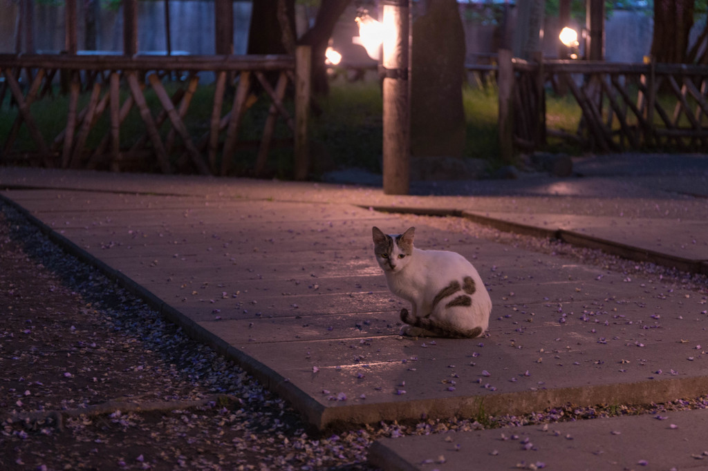藤の花散る夜