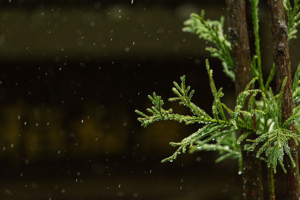 古寺の春雨
