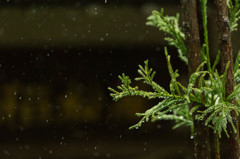 古寺の春雨