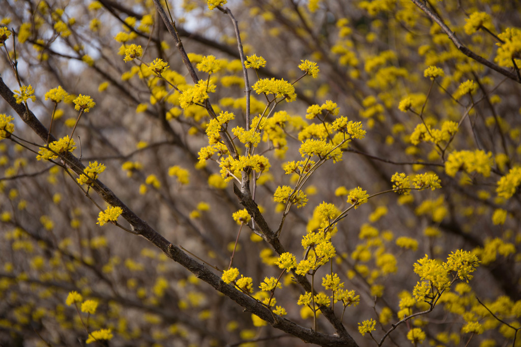 yellow bloom