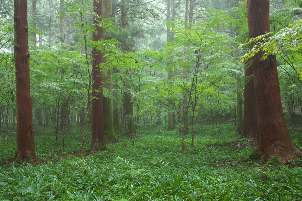 雨　森の命はぐくむ➀