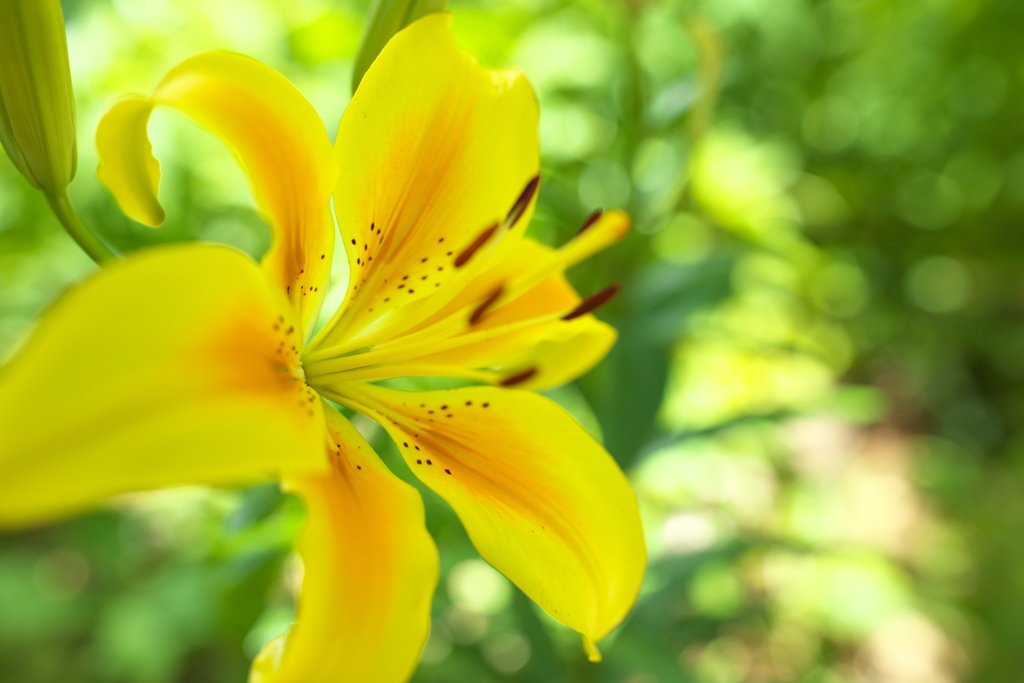 passionate yellow