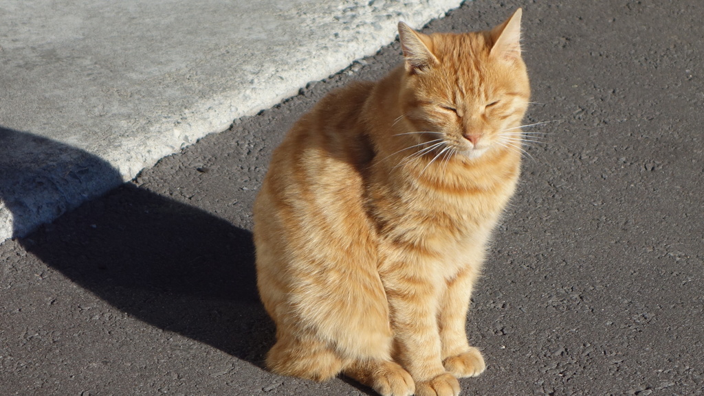 利尻島の猫