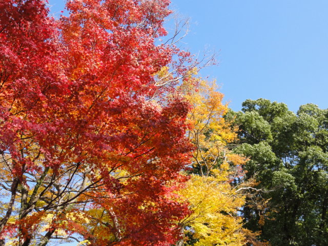 赤・黄・緑の三色の木々（大分県・岡城）