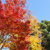 赤・黄・緑の三色の木々（大分県・岡城）