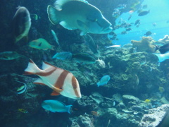 美ら海水族館