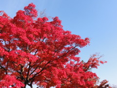 燃えるような真紅の紅葉（山口県・錦帯橋）