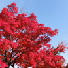 燃えるような真紅の紅葉（山口県・錦帯橋）
